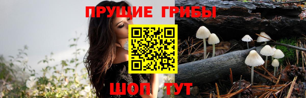 Галлюциногенные грибы GOLDEN TEACHER  где купить наркоту  Россия  Вход с VPN 